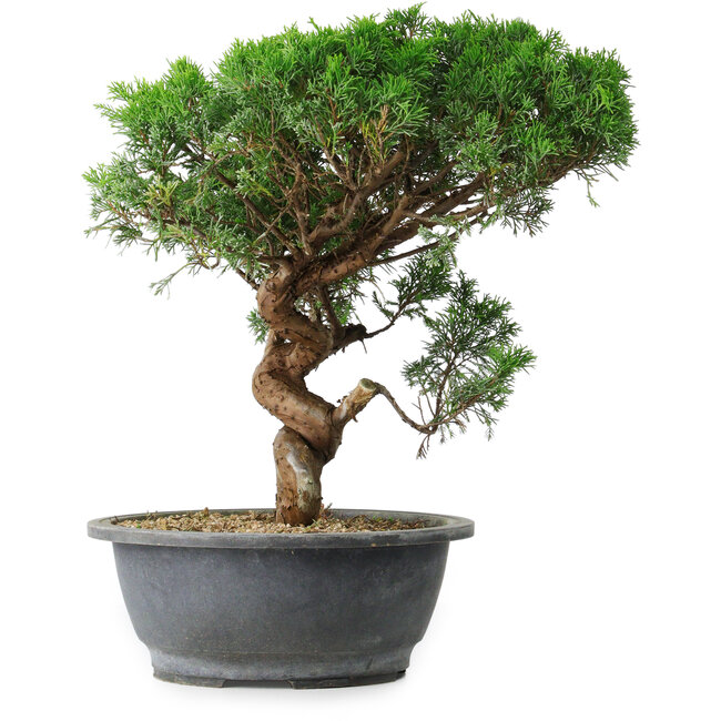 Juniperus chinensis Itoigawa, 36 cm, ± 15 Jahre alt