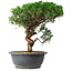 Juniperus chinensis Itoigawa, 36 cm, ± 15 years old
