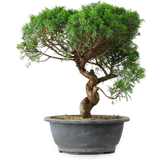 Juniperus chinensis Itoigawa, 36 cm, ± 15 años