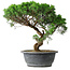 Juniperus chinensis Itoigawa, 36 cm, ± 15 años