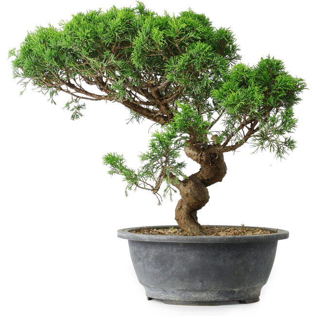 Juniperus chinensis Itoigawa, 36 cm, ± 15 Jahre alt
