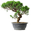 Juniperus chinensis Itoigawa, 36 cm, ± 15 Jahre alt
