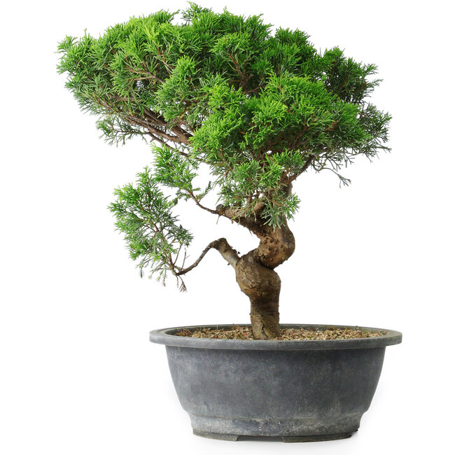 Juniperus chinensis Itoigawa, 36 cm, ± 15 jaar oud