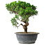 Juniperus chinensis Itoigawa, 36 cm, ± 15 ans