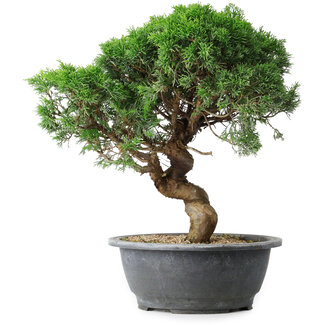 Juniperus chinensis Itoigawa, 36 cm, ± 15 ans