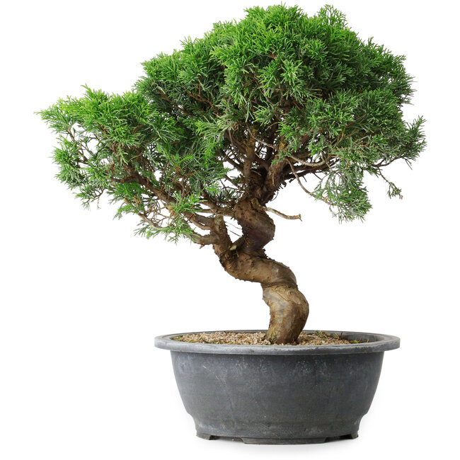Juniperus chinensis Itoigawa, 36 cm, ± 15 años