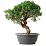 Juniperus chinensis Itoigawa, 36 cm, ± 15 jaar oud