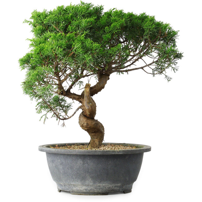 Juniperus chinensis Itoigawa, 36 cm, ± 15 ans