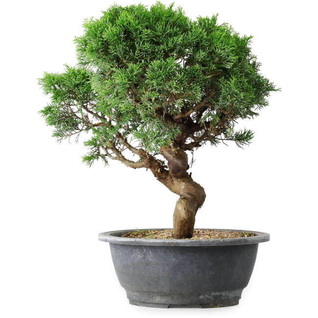 Juniperus chinensis Itoigawa, 36 cm, ± 15 ans