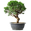 Juniperus chinensis Itoigawa, 36 cm, ± 15 ans