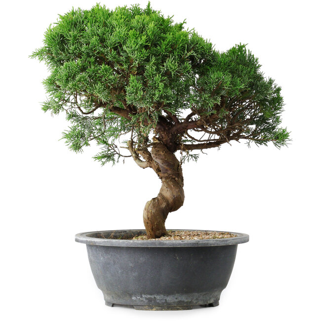 Juniperus chinensis Itoigawa, 36 cm, ± 15 anni