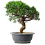 Juniperus chinensis Itoigawa, 36 cm, ± 15 años