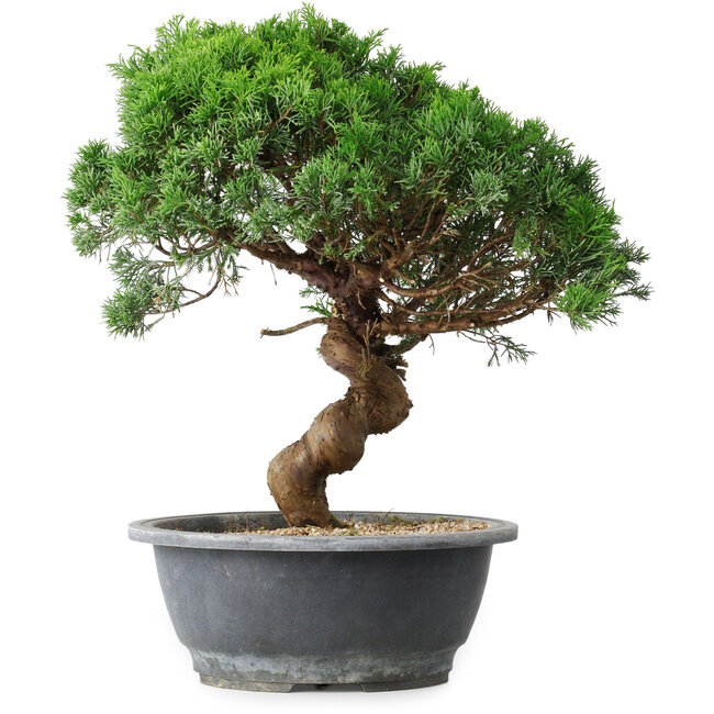 Juniperus chinensis Itoigawa, 36 cm, ± 15 años