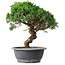 Juniperus chinensis Itoigawa, 36 cm, ± 15 años
