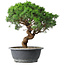Juniperus chinensis Itoigawa, 36 cm, ± 15 Jahre alt