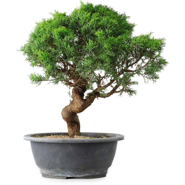 Juniperus chinensis Itoigawa, 36 cm, ± 15 anni