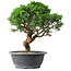 Juniperus chinensis Itoigawa, 36 cm, ± 15 Jahre alt