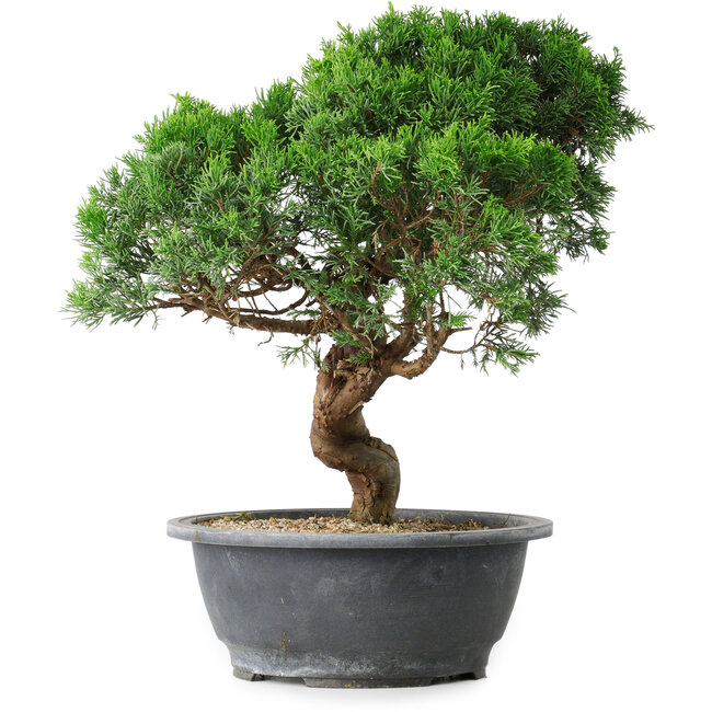 Juniperus chinensis Itoigawa, 36 cm, ± 15 Jahre alt