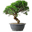 Juniperus chinensis Itoigawa, 36 cm, ± 15 años