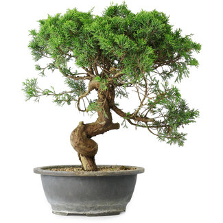 Juniperus chinensis Itoigawa, 36 cm, ± 15 ans