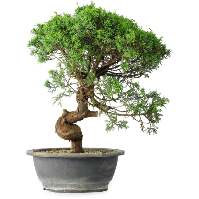Juniperus chinensis Itoigawa, 36 cm, ± 15 Jahre alt