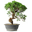 Juniperus chinensis Itoigawa, 36 cm, ± 15 anni