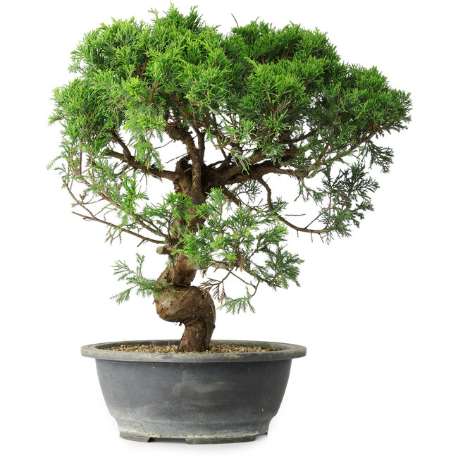 Juniperus chinensis Itoigawa, 36 cm, ± 15 ans