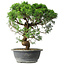 Juniperus chinensis Itoigawa, 36 cm, ± 15 ans