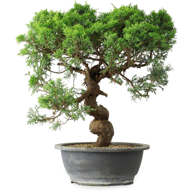 Juniperus chinensis Itoigawa, 36 cm, ± 15 años