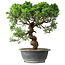 Juniperus chinensis Itoigawa, 36 cm, ± 15 years old