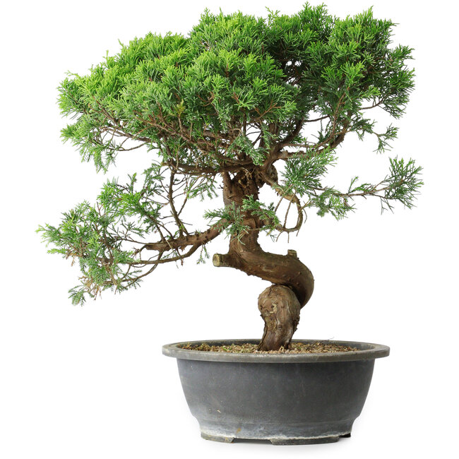 Juniperus chinensis Itoigawa, 36 cm, ± 15 Jahre alt