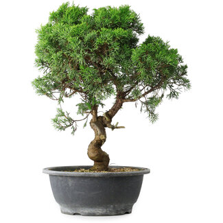 Juniperus chinensis Itoigawa, 36 cm, ± 15 ans