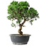 Juniperus chinensis Itoigawa, 36 cm, ± 15 años