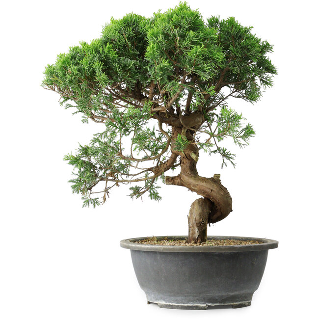 Juniperus chinensis Itoigawa, 36 cm, ± 15 Jahre alt