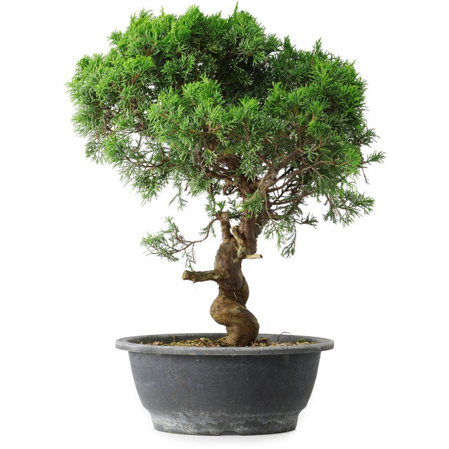 Juniperus chinensis Itoigawa, 36 cm, ± 15 jaar oud