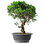Juniperus chinensis Itoigawa, 36 cm, ± 15 Jahre alt
