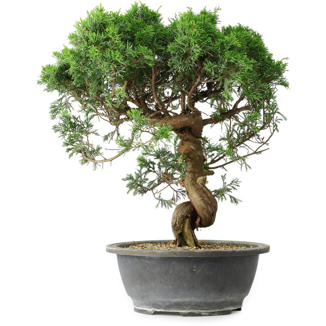 Juniperus chinensis Itoigawa, 36 cm, ± 15 years old