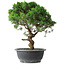Juniperus chinensis Itoigawa, 36 cm, ± 15 anni