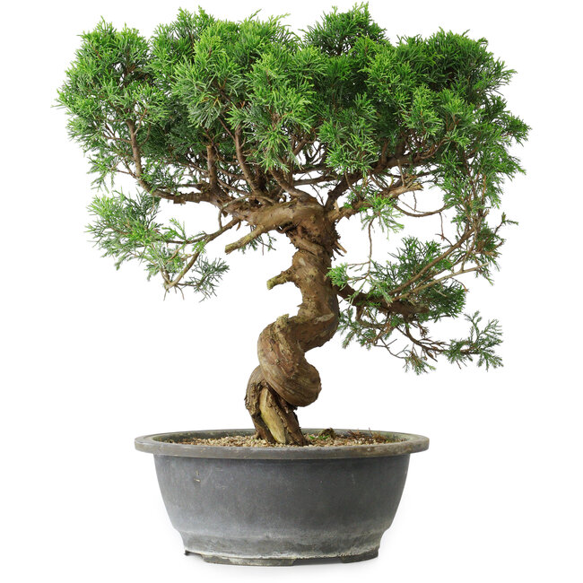 Juniperus chinensis Itoigawa, 36 cm, ± 15 anni