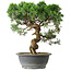Juniperus chinensis Itoigawa, 36 cm, ± 15 jaar oud