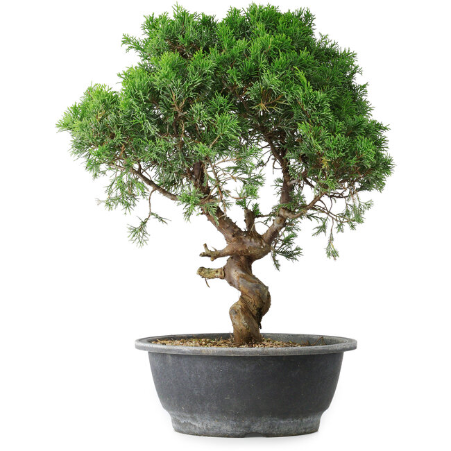 Juniperus chinensis Itoigawa, 36 cm, ± 15 ans