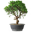 Juniperus chinensis Itoigawa, 36 cm, ± 15 years old