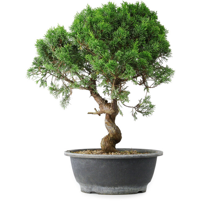 Juniperus chinensis Itoigawa, 36 cm, ± 15 ans