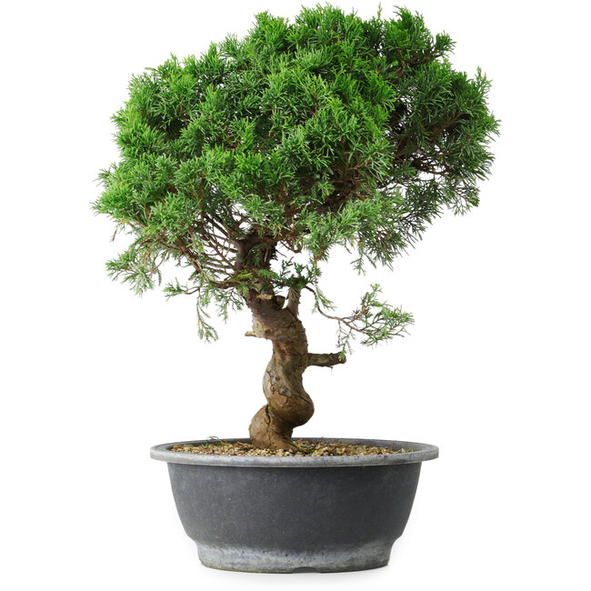 Juniperus chinensis Itoigawa, 36 cm, ± 15 jaar oud