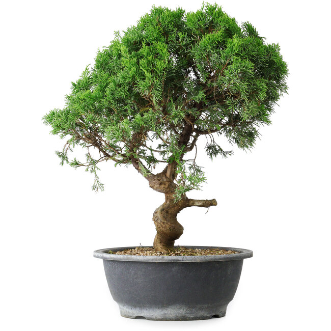 Juniperus chinensis Itoigawa, 36 cm, ± 15 Jahre alt
