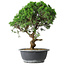Juniperus chinensis Itoigawa, 36 cm, ± 15 years old