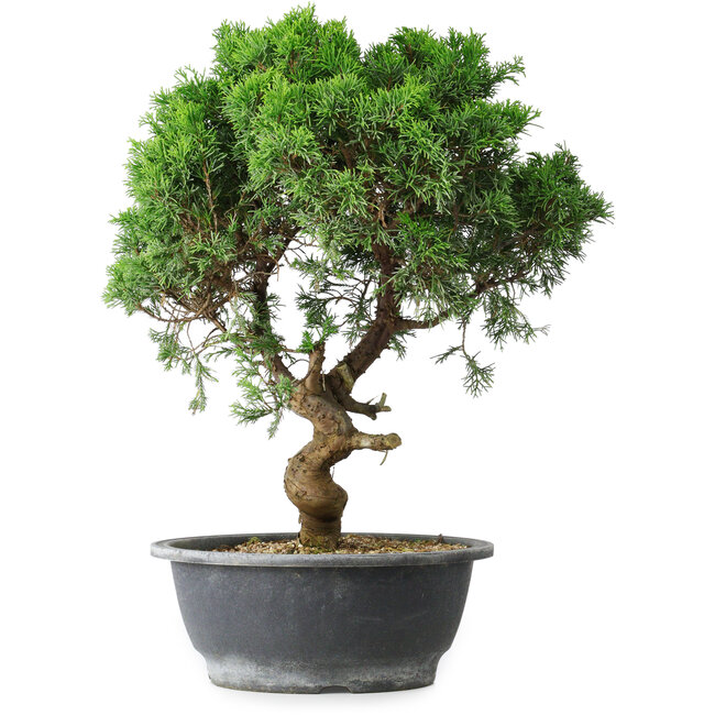Juniperus chinensis Itoigawa, 36 cm, ± 15 jaar oud