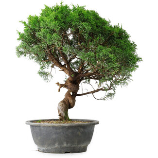 Juniperus chinensis Itoigawa, 36 cm, ± 15 ans