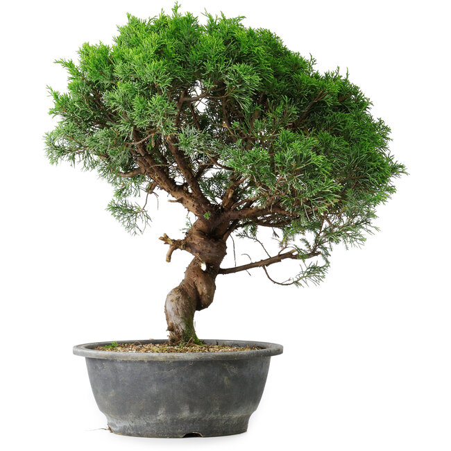 Juniperus chinensis Itoigawa, 36 cm, ± 15 Jahre alt
