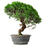 Juniperus chinensis Itoigawa, 36 cm, ± 15 years old
